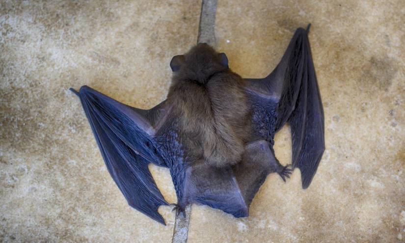En Ecuador existen 171 especies de murciélagos.