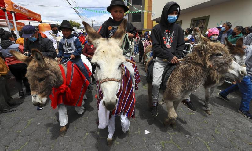 Los Andes de Ecuador acogen a la carrera de burros más grande del mundo