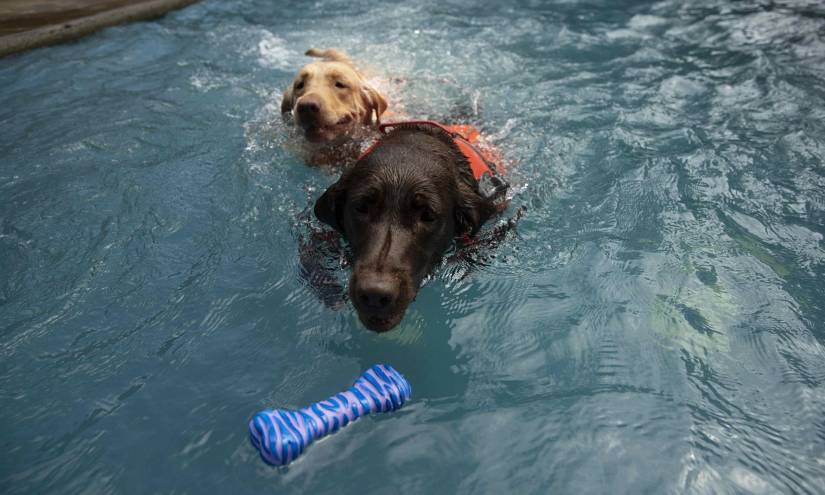 Dos perros realizan ejercicios de hidroterapia en una piscina