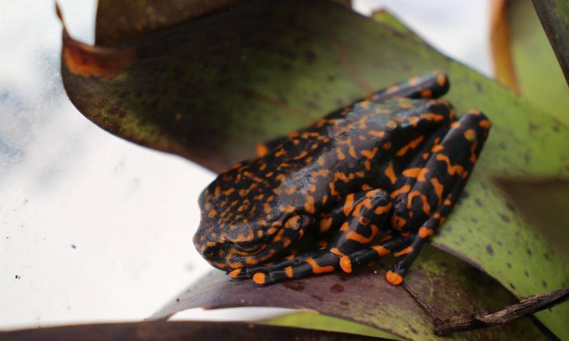 Nueva especie de rana habita en bosques húmedos de Ecuador