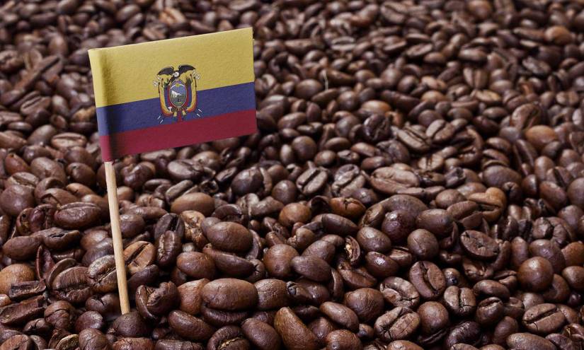 Expertos europeos cooperarán para mejorar competitividad del café ecuatoriano