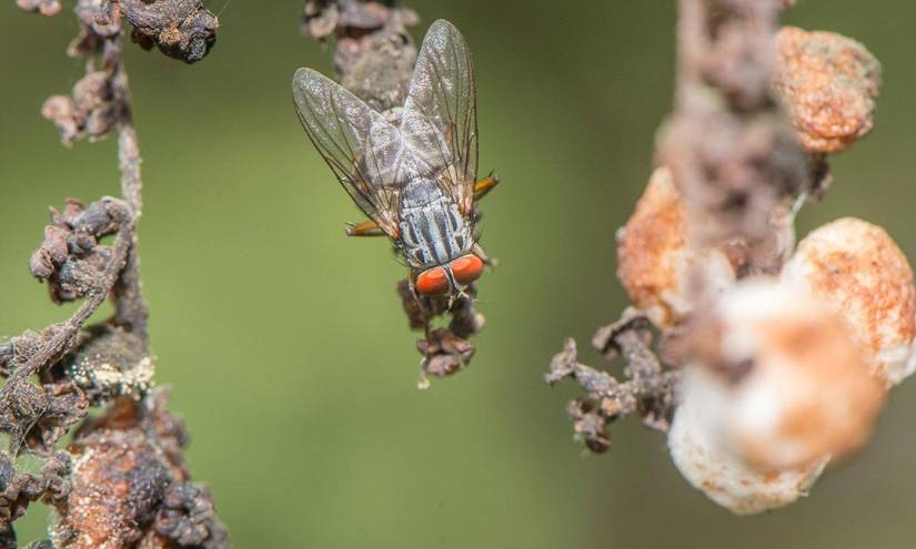 La diminuta mosca que amenaza a 21 especies de aves en Galápagos