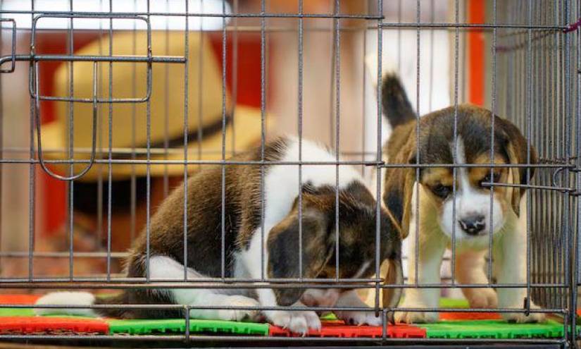 Rescatan en Estados Unidos a 4.000 perros a los que iban a usar para experimentos farmacéuticos