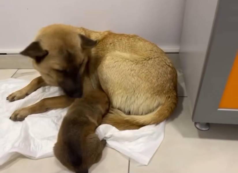 Perrita callejera junto a una de sus crías.