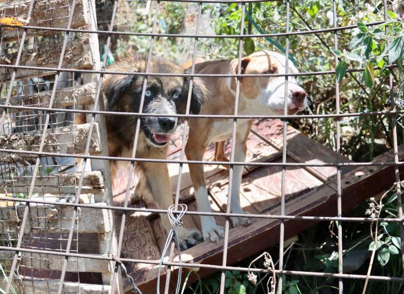 Tres perros fueron abandonados en una vivienda que fue evacuada por mal estado.
