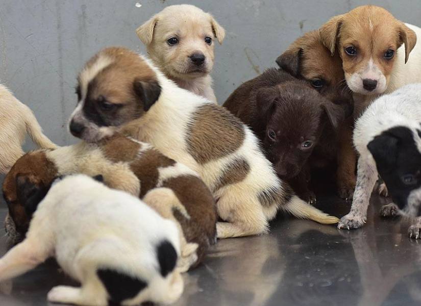 Parte de los canes que están disponibles para adopción en la Dirección Municipal de Bienestar Animal de Guayaquil.