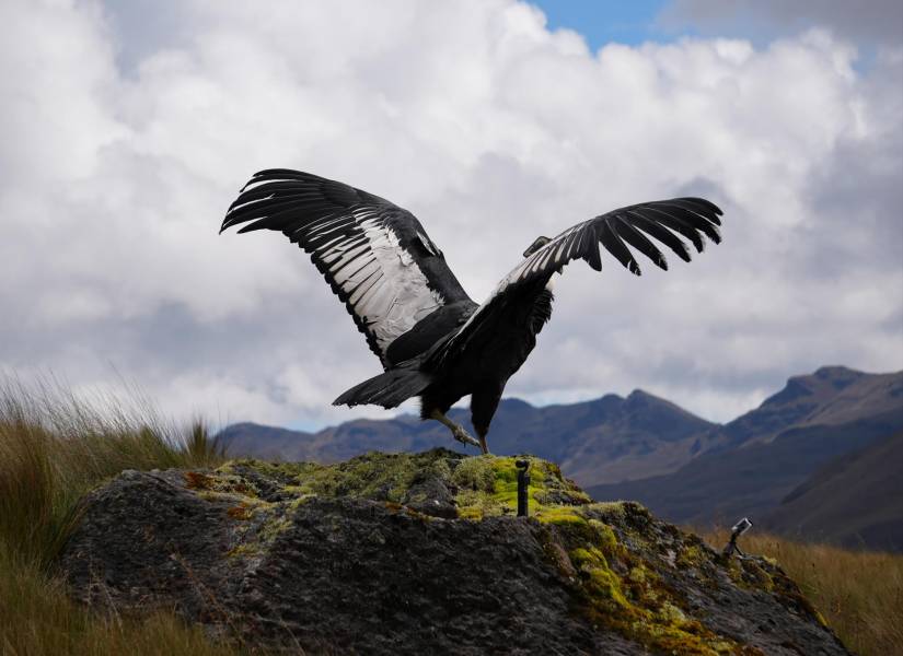 Valentino, el cóndor andino que fue herido y tras su recuperación regresó a su hogar.