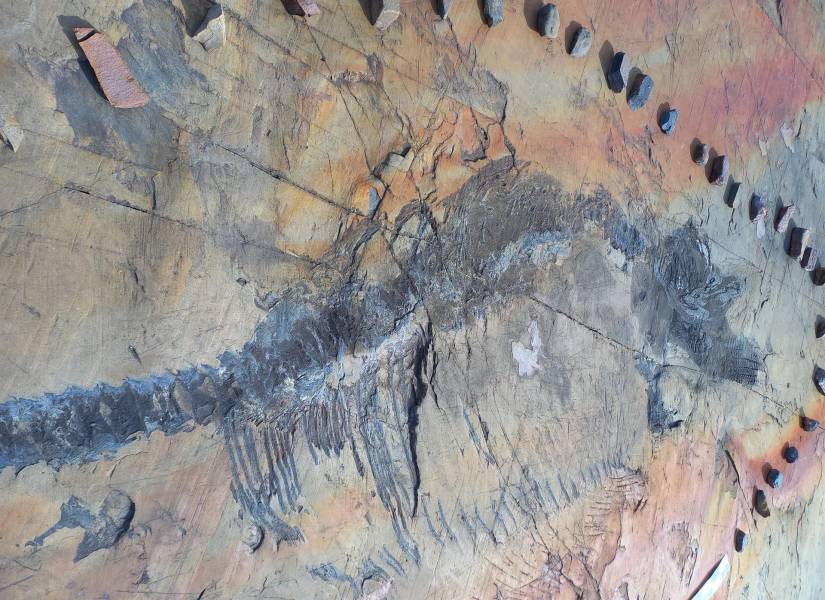 Un fotografía cedida por la Universidad de Magallanes que muestra los restos fósiles de una hembra preñada de ictiosaurio, bautizado como Fiona, en el glaciar Tyndall, ubicado en el parque nacional Torres del Paine en la Patagonia (Chile).