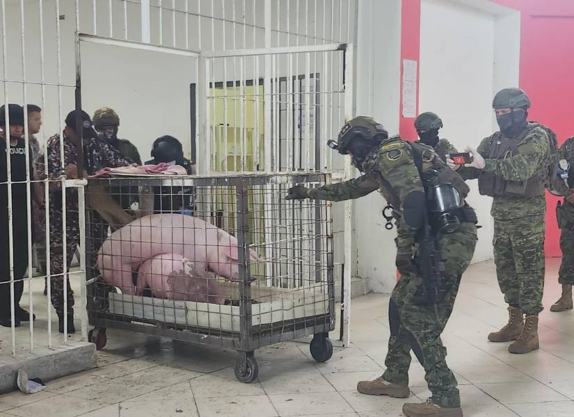 Militares trasladan dos cerdos que fueron hallados dentro de la cárcel de Santo Domingo.