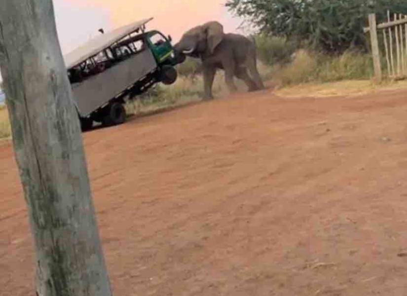 Un elefante macho levantó un camión de safari