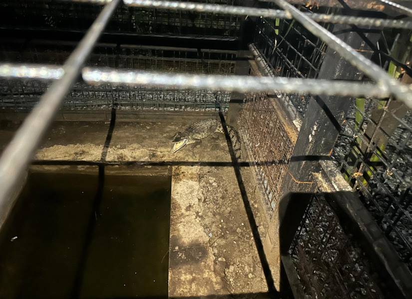 En la mansión fueron encontrados dos caimanes.