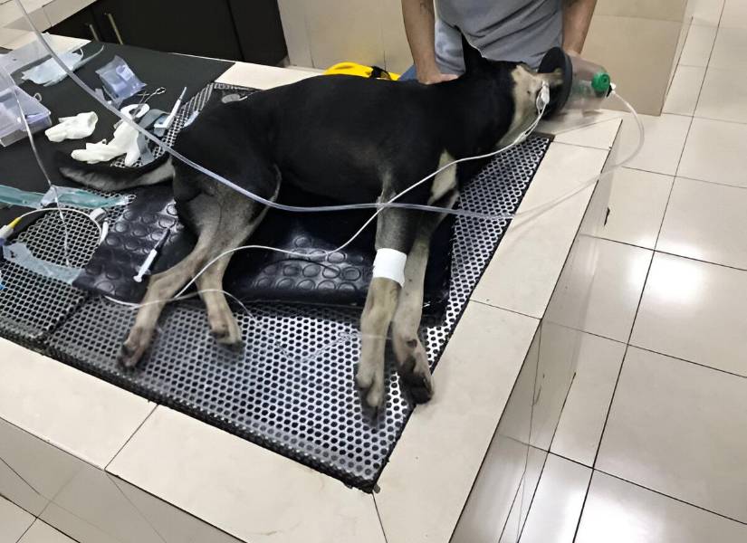 Archivo Caso Brauny.