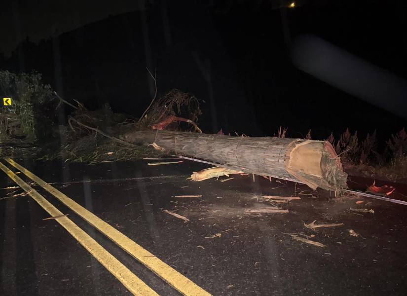 Imagen de un árbol usado para cortar una vía de Bolívar.