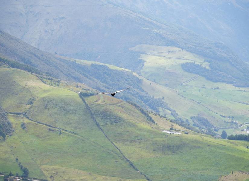 Valentino, el cóndor andino que fue herido y tras su recuperación regresó a su hogar.