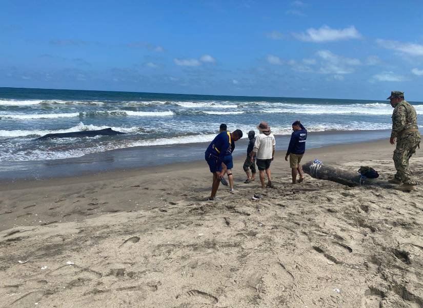 Imagen del domingo 6 de julio de 2025. Personal militar intentó colaborar en el rescate del cetáceo.