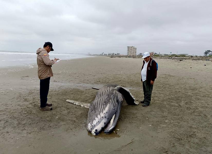 El cetáceo medía aproximadamente cinco metros de longitud.