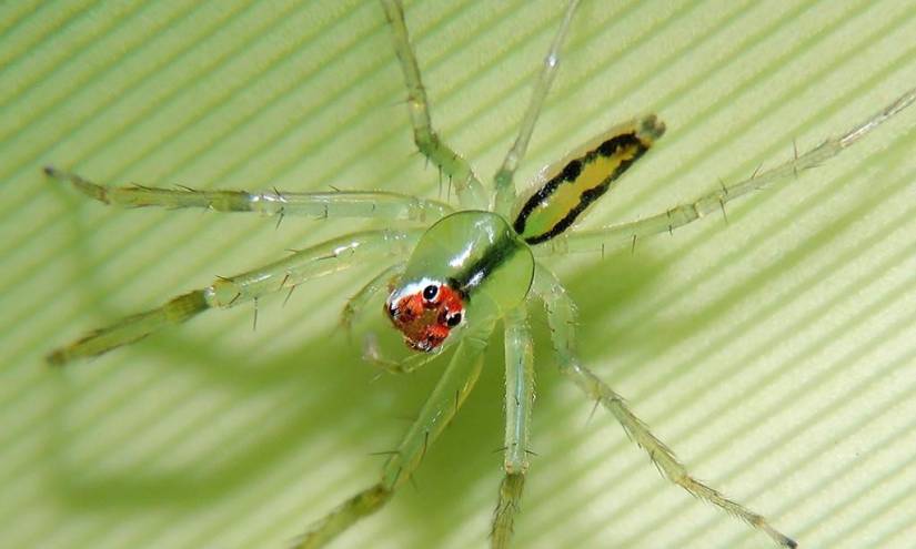 Investigadores describen una nueva especie de araña cazadora en Ecuador