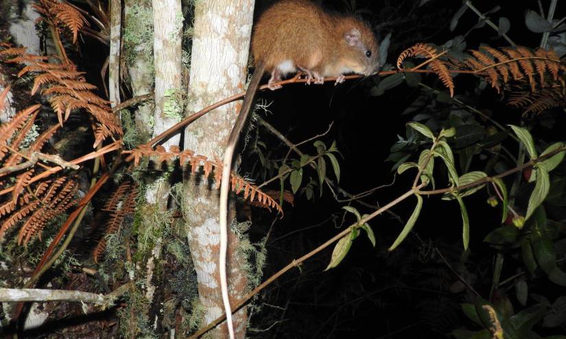 Investigadores describen nueva especie de roedor en la Amazonía de Ecuador