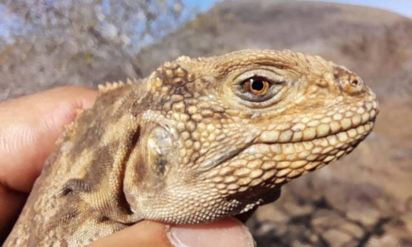 Nacen iguanas terrestres en una isla de Galápagos después de casi dos siglos