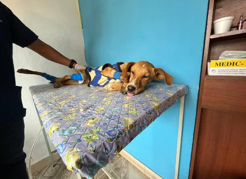 Teddy se recupera de varias lesiones.