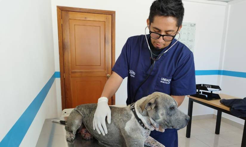 Quito: Galia, la perrita con un tumor que vivía en condiciones insalubres