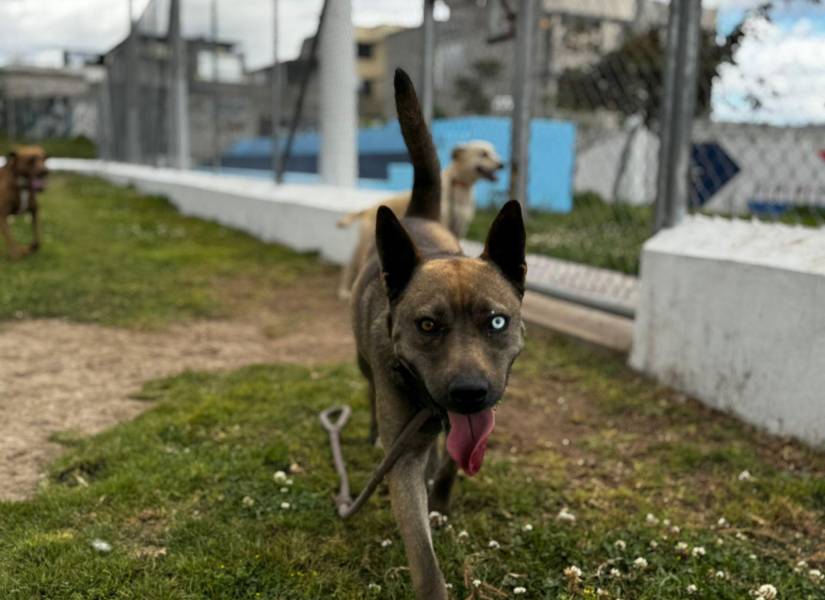 Perro a cargo de Dog Friends.