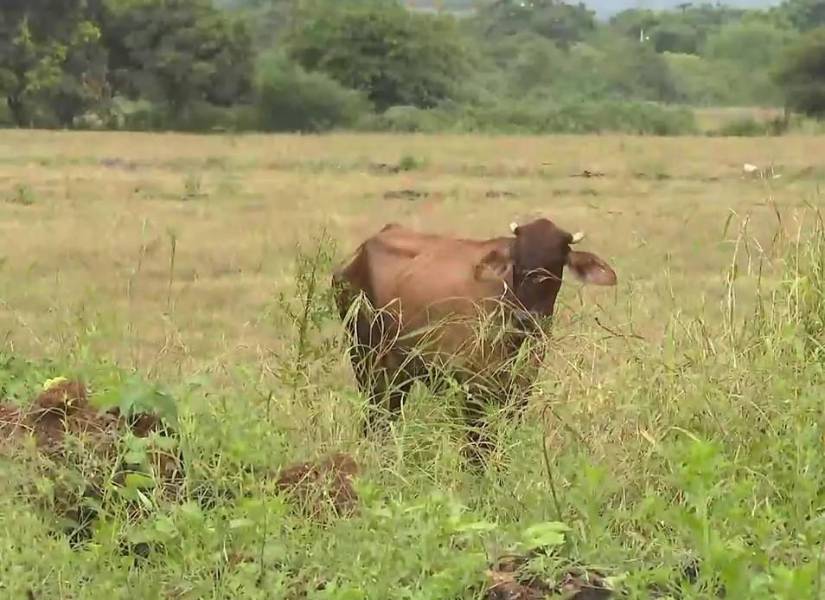 Foto de una vaca pastando en un terreno que vendía el Municipio de Guayaquil, en el noroeste de Guayaquil.