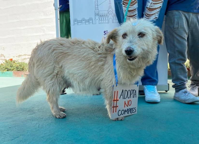 El objetivo de la UBA es que la gente adopte animales de compañía.