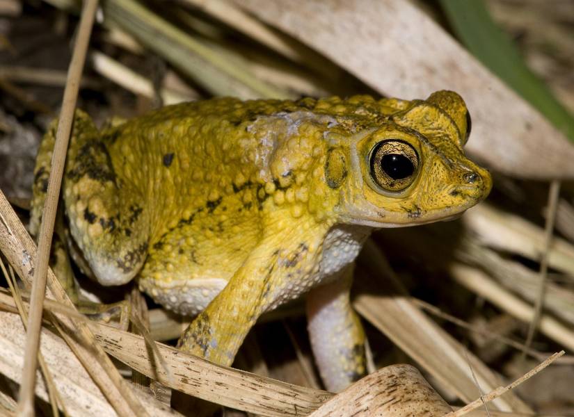 Especie Sapo Concho