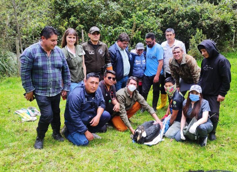 Cóndor rescatado en Cuenca.