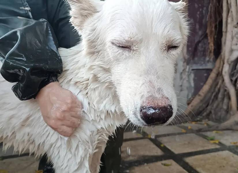 Lobito, perro con ceguera que busca un hogar en Guayaquil