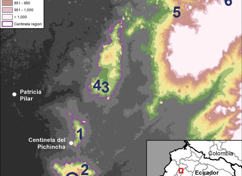 La planta fue encontrada en Santo Domingo de los Tsáchilas.