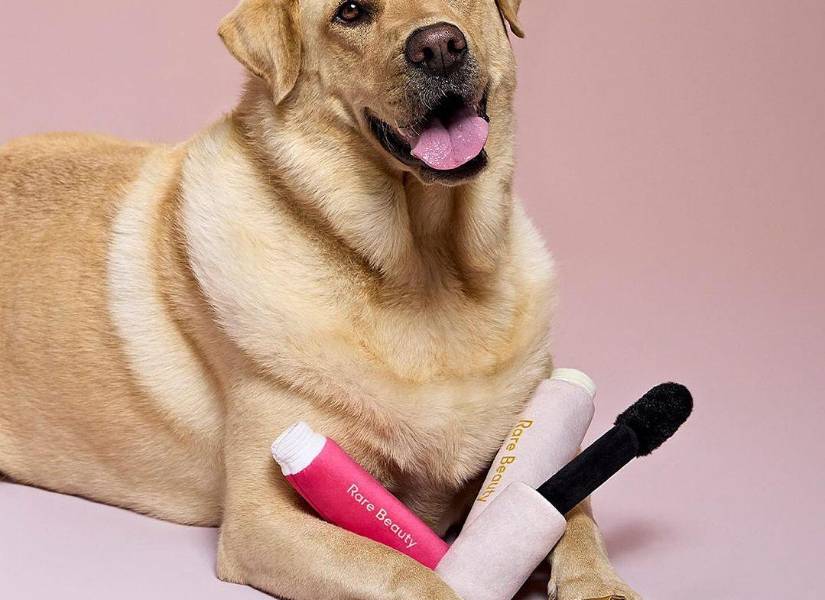 Perrito posando junto a los peluches de Rare Beauty