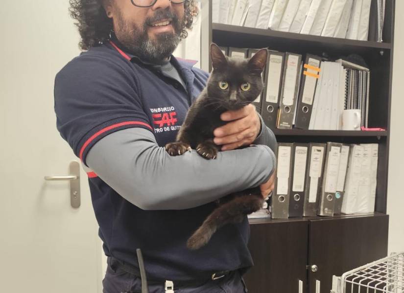El gato rescatado en las instalaciones del Metro de Quito.