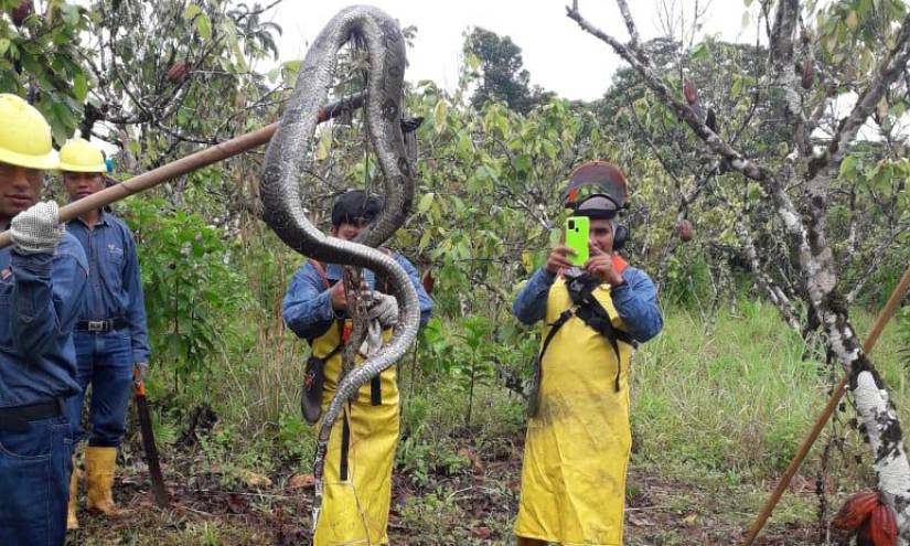 La fauna resultó afectada por este nuevo derrame de crudo en la Amazonía ecuatoriana.