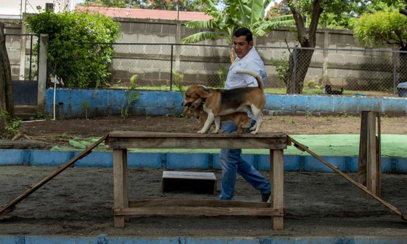 El entrenador canino Alfredo Pérez entrena a dos perros sobre una rampa.
