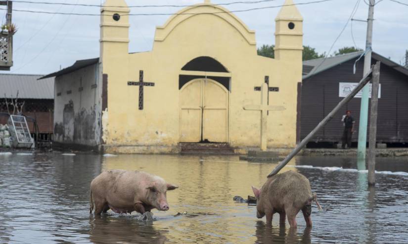 Dos cerdos en la comunidad de Chupador Chico, el 24 de marzo de 2023.