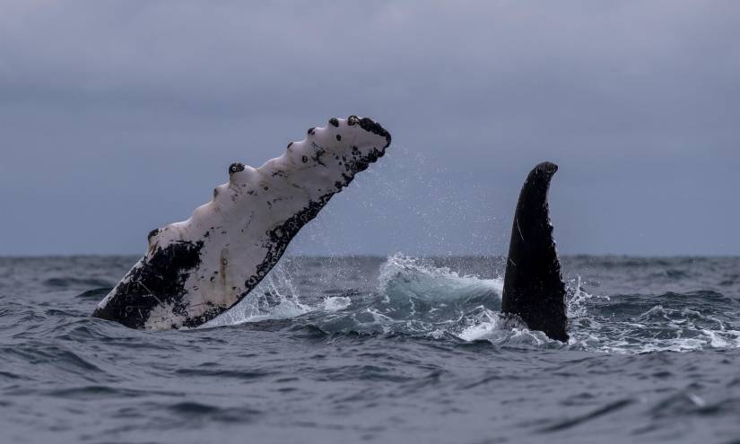 Algunas aletas y unos dorsos que aparecen sobre las olas.