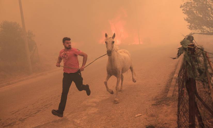 Uno de los ganaderos en Grecia tratando de evacuar a uno de sus animales en el incendio.