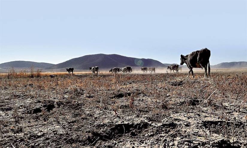 La sequía en México genera pérdidas de cultivos, falta de agua y precios más altos de los alimentos.