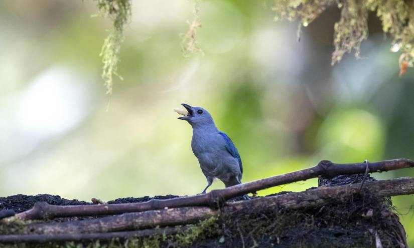 El ave tangara, una de las 500 especies que se pueden observar en Quito.