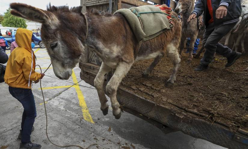 Varias personas bajan a sus burros de un camión previo a la carrera.