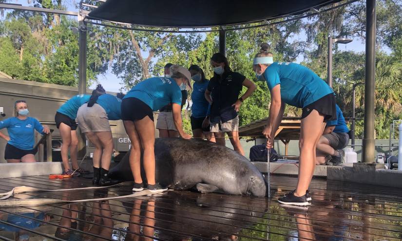 Científicas aseguran a la manatí Bellissima antes de liberarla este miércoles.