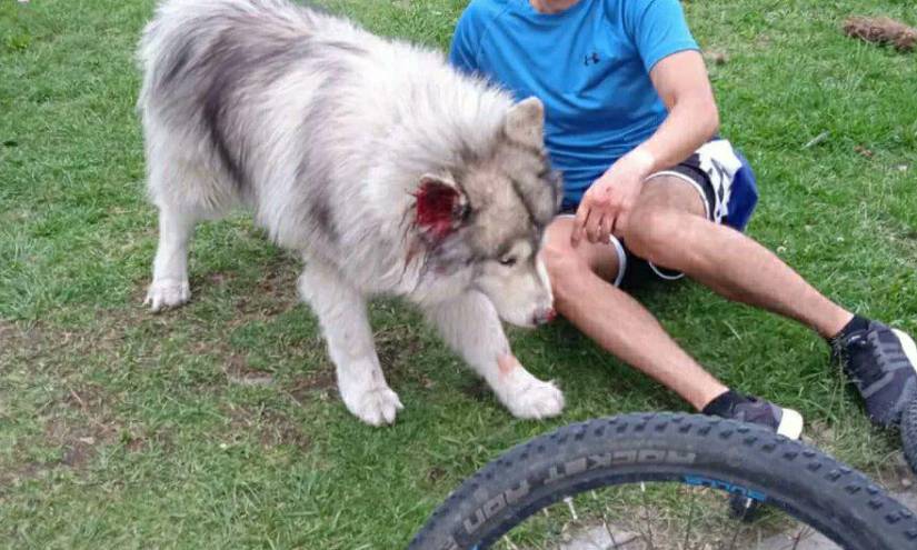 El perro del agresor resultó herido en su oreja.