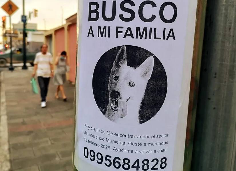 Lobito, perro con ceguera que busca hogar en Guayaquil