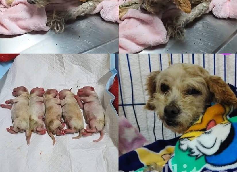 Así se encuentra Cereza, la perrita que logró sobrevivir a la explosión con sus cachorros