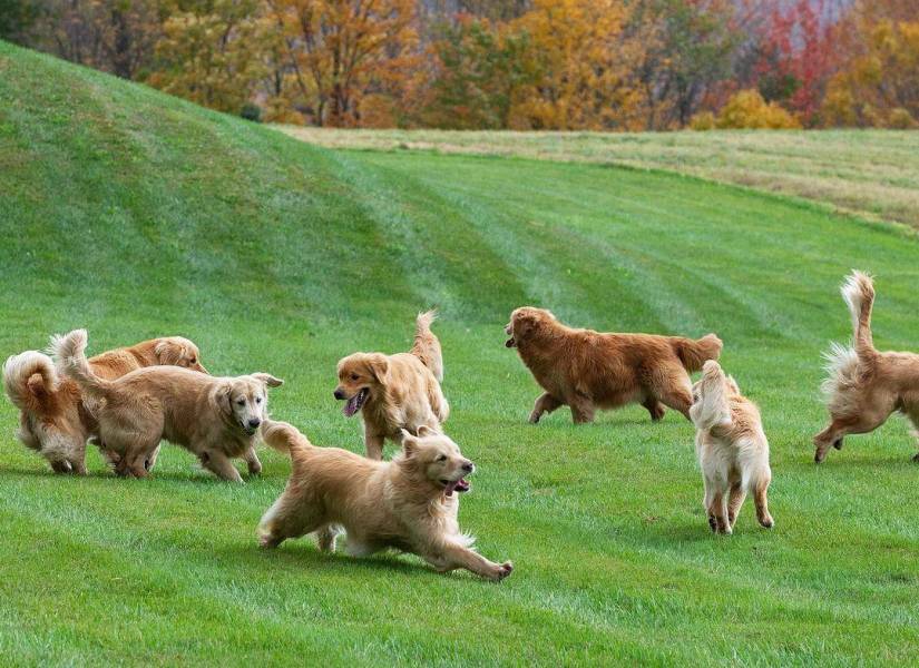 Perros Golden Retriever en la granja de Vermont.