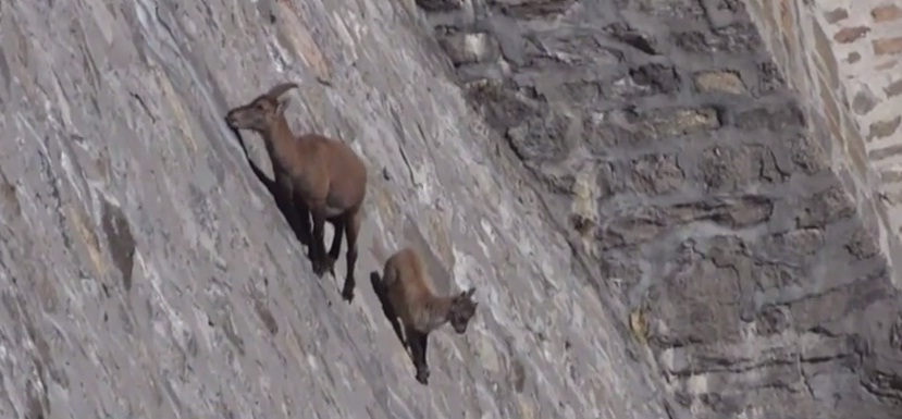 (VIDEO) El insólito paseo de dos cabras en Italia