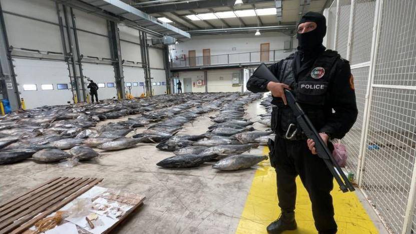 Cocaína oculta dentro de atunes de Ecuador fue incautada en Marruecos