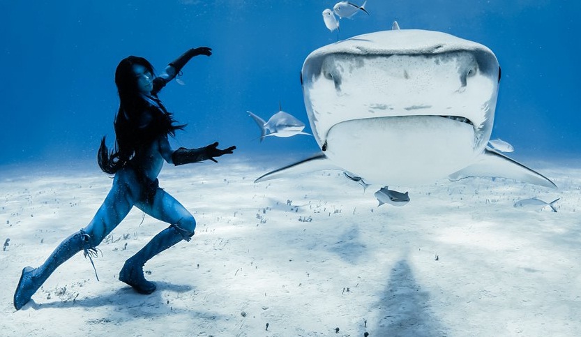 Baila con tiburones para protegerlos de la matanza